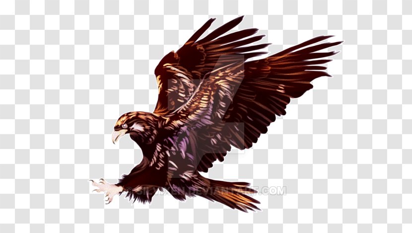 Bald Eagle Hawk Vulture Beak - Watercolor Eagles Transparent PNG
