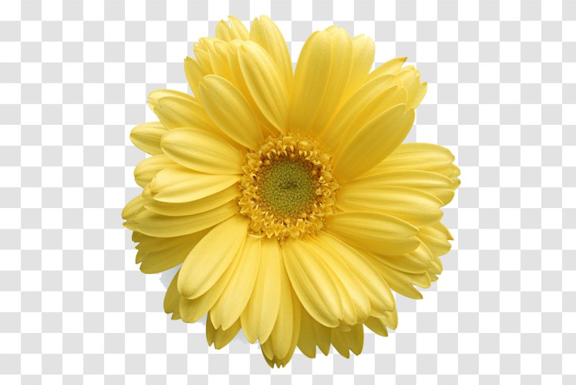 Clip Art Flower Vector Graphics Yellow - Cut Flowers - Orint Transparent PNG