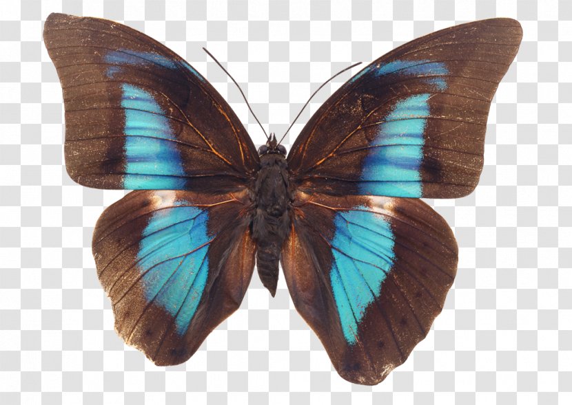 Butterfly Stock Photography Image Royalty-free - Insect Transparent PNG