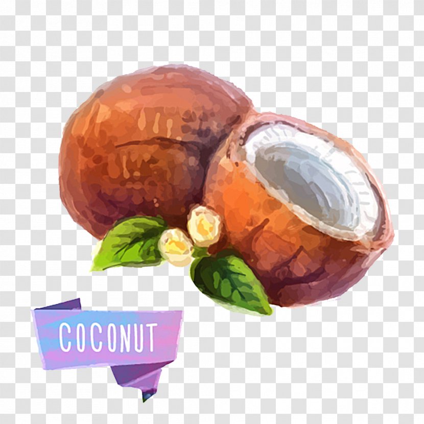 Fruit Watercolor Painting Illustration - Food - Coconut Transparent PNG