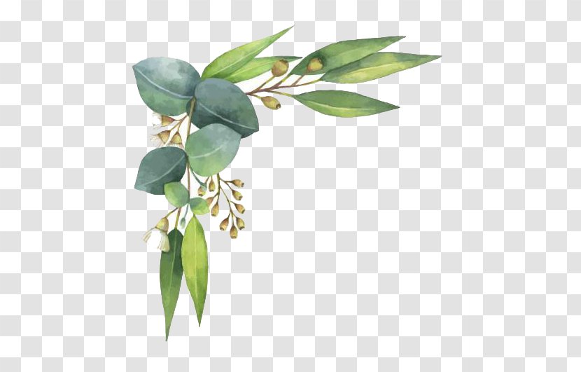 Eucalyptus Polyanthemos Royalty-free Watercolor Painting Illustration - Gum Trees - Leaves Transparent PNG