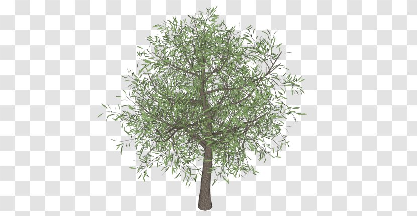 Olive Branch Tree Template - Woody Plant - TREE 3D Transparent PNG