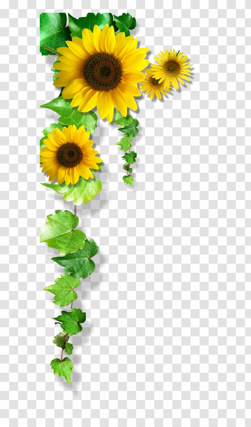 Common Sunflower Yellow - Raster Graphics Transparent PNG