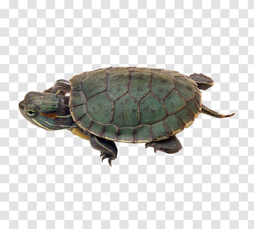 Reptile Chinese Pond Turtle Red-eared Slider Turtles In Captivity Transparent PNG