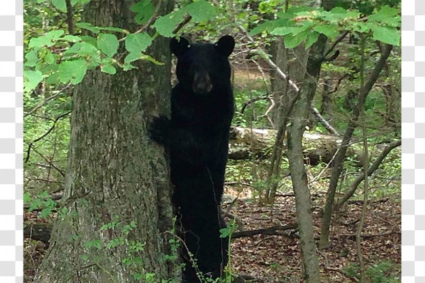 American Black Bear Hunting Colorado - Tree - Hunt Transparent PNG