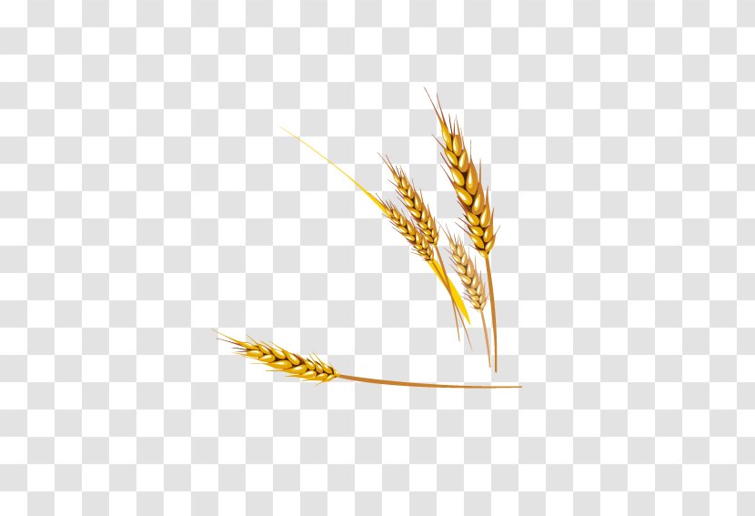 Emmer Einkorn Wheat Euclidean Vector - Food Grain - Lifelike Realism Transparent PNG