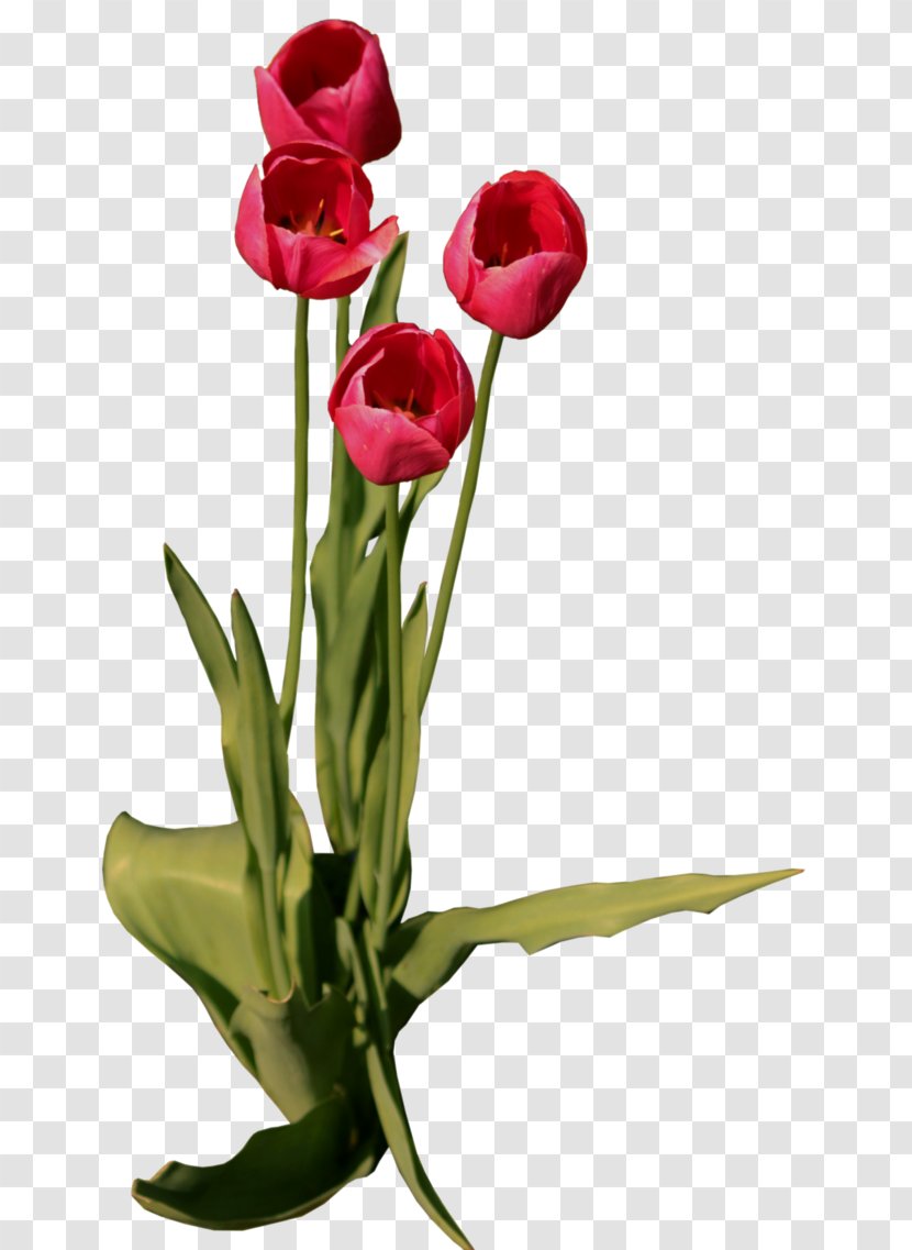 Tulip Floral Design Flower - Plant Transparent PNG