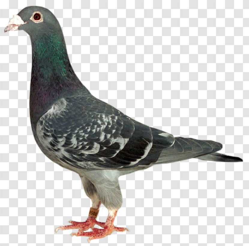 Racing Homer Homing Pigeon Columbidae Stock Dove Bird - Pet Transparent PNG