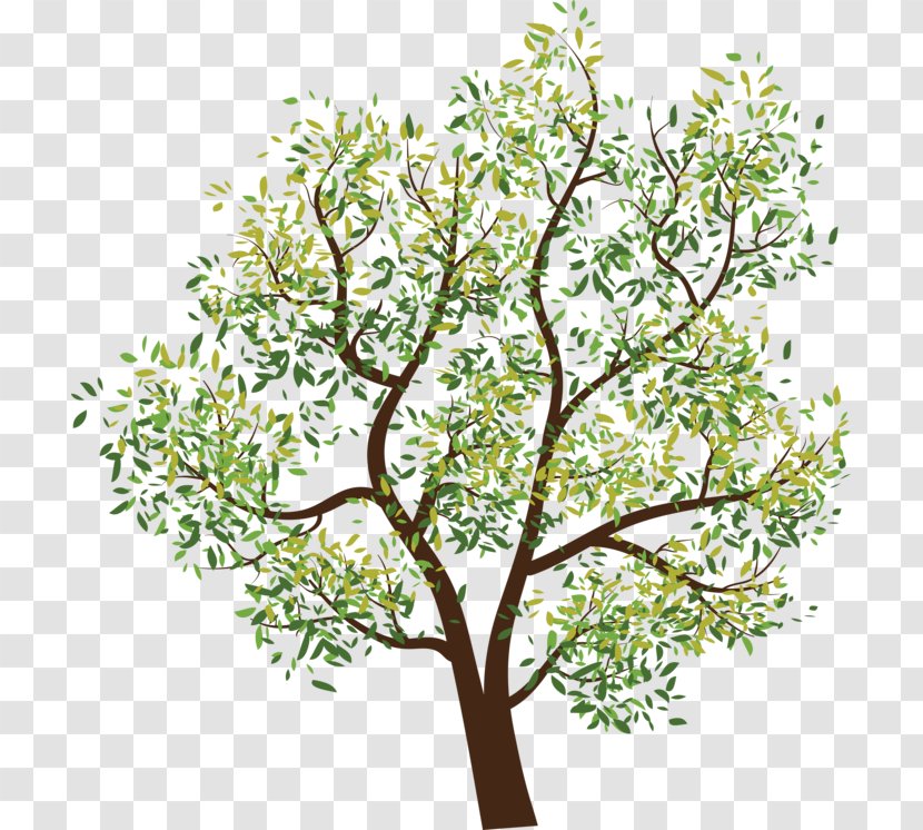 Tree Branch Clip Art - Plant Transparent PNG