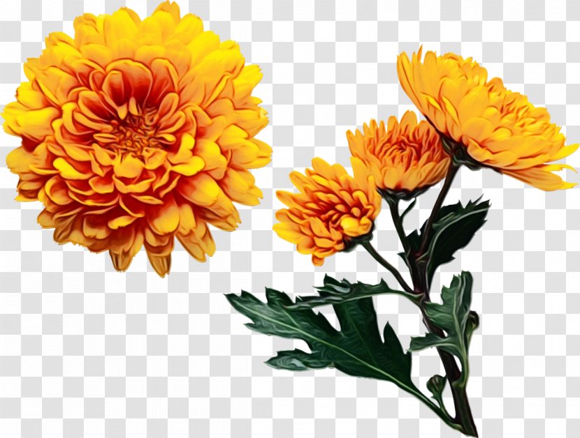 Orange - English Marigold - Calendula Transparent PNG