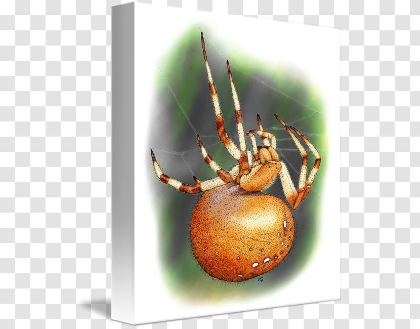 European Garden Spider Widow Spiders Imagekind Art - Organism - Orb Weaver Transparent PNG