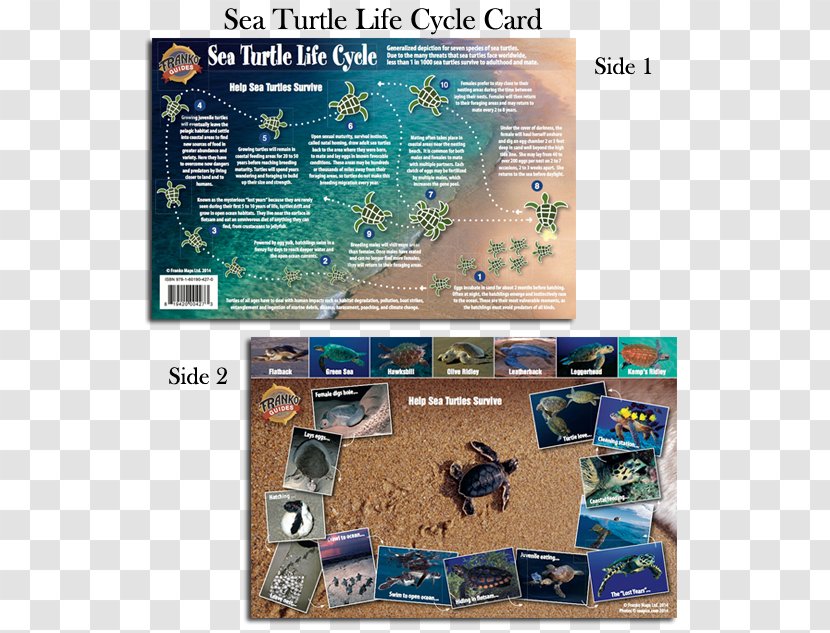 Sea Turtle Snorkeling Dollar Bill Map - Scuba Diving Transparent PNG