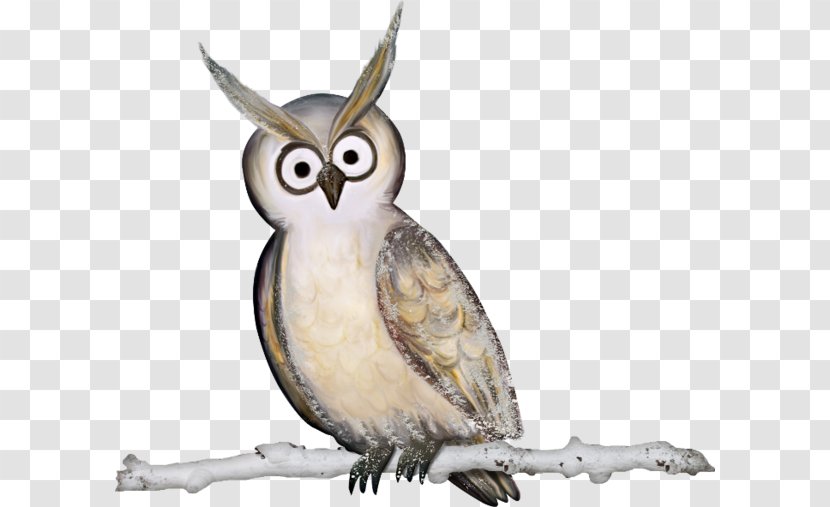 Owl Bird - Beak - An Transparent PNG