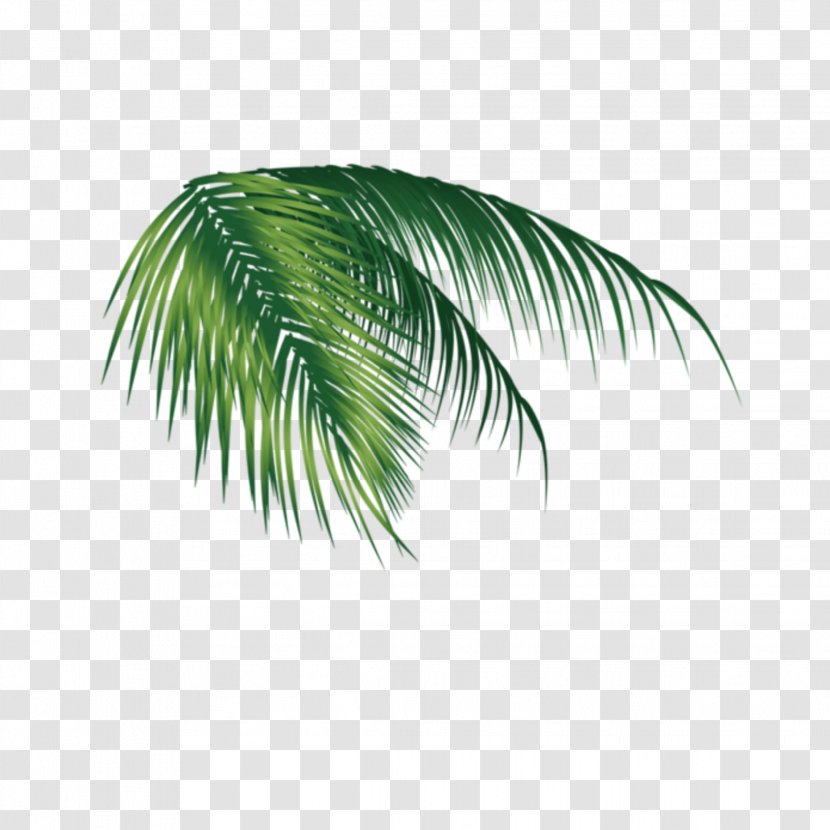 Palm Trees Coconut Clip Art Image - Attalea Speciosa Transparent PNG