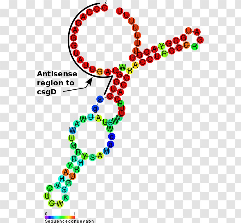 Non-coding RNA OmrA-B Antisense Shine-Dalgarno Sequence - Art - Rna Transparent PNG