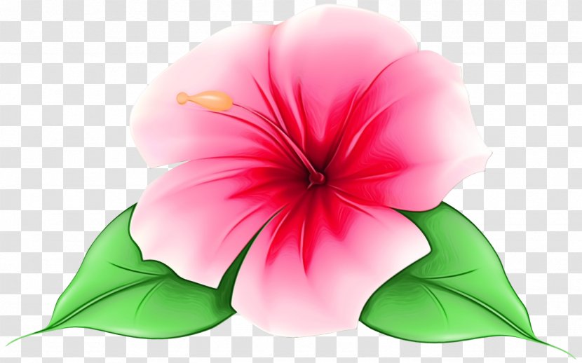 Pink Flower Cartoon - Plant - Impatiens Morning Glory Transparent PNG