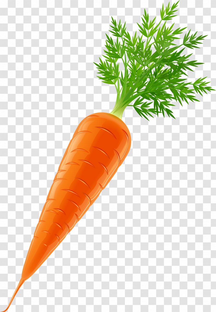 Vegetable Carrot Clip Art - Salad - Melon Transparent PNG