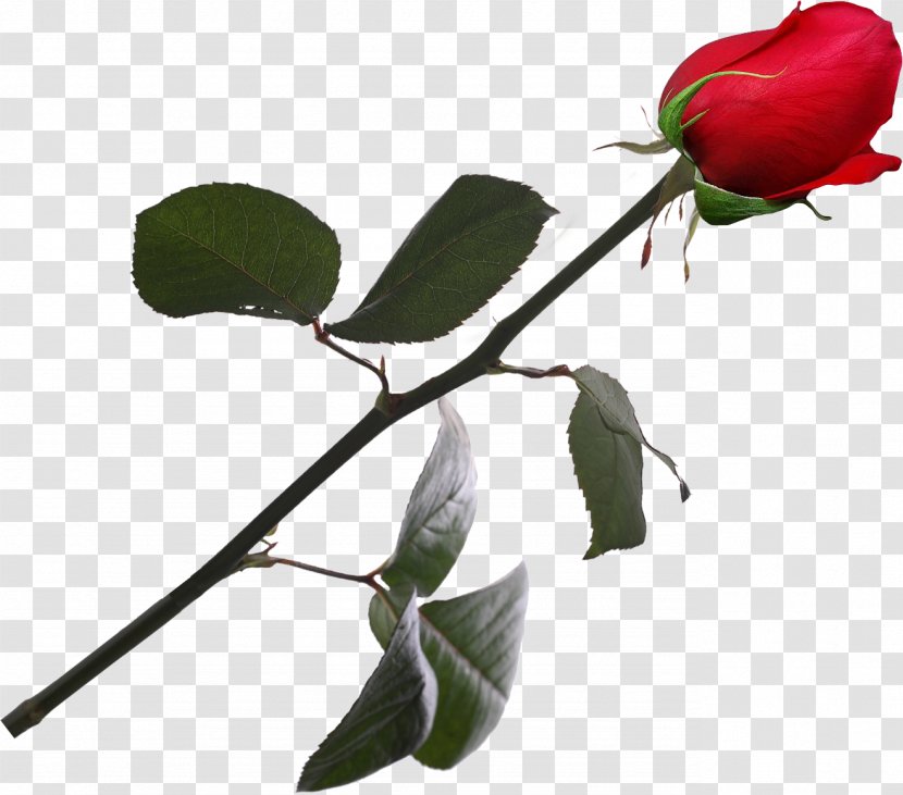 Garden Roses Rosaceae Plant Bud - Rose - Ros Transparent PNG
