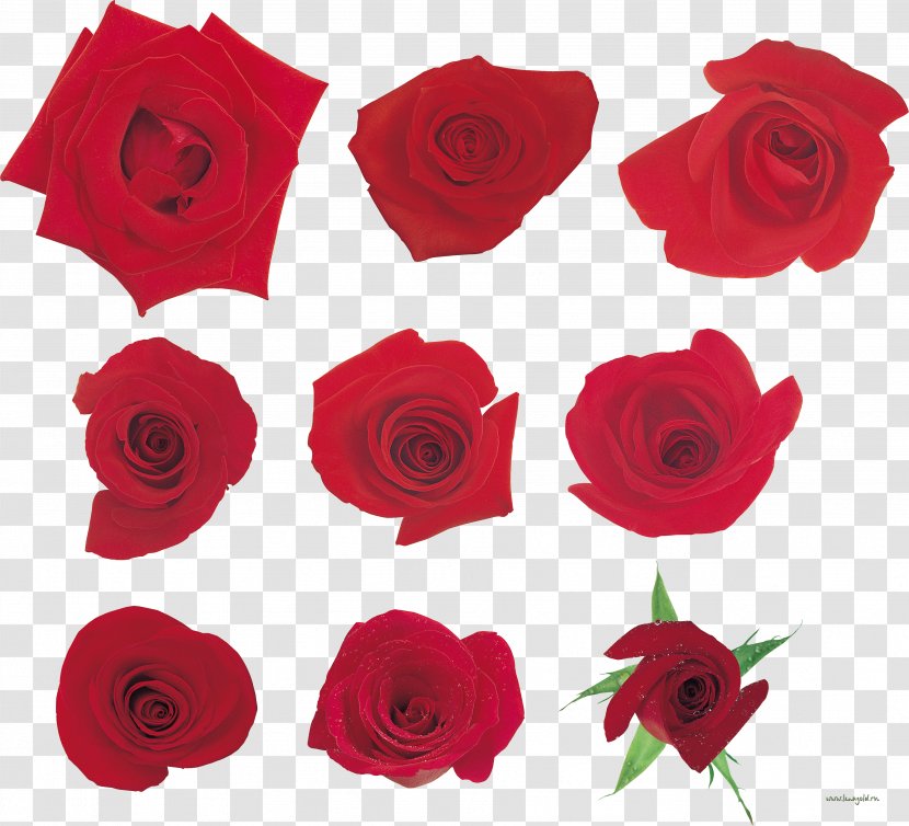 Garden Roses Floribunda KRAS Cut Flowers - Petal Transparent PNG