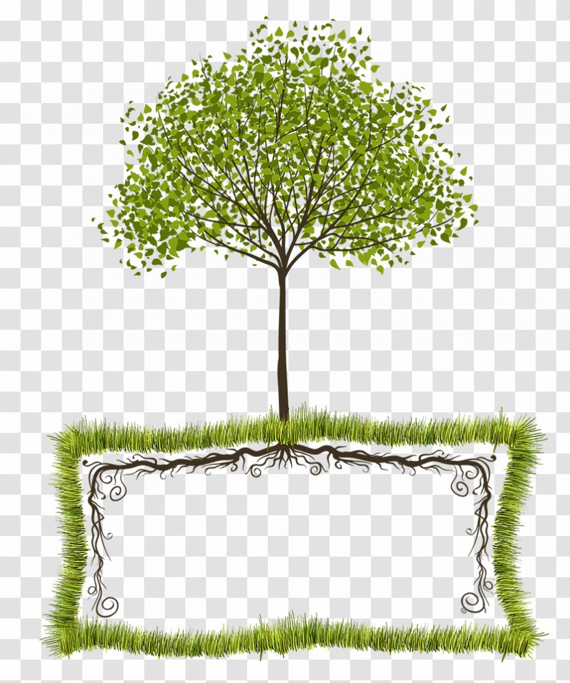 Tree Text Box Clip Art - Flora - Root Transparent PNG