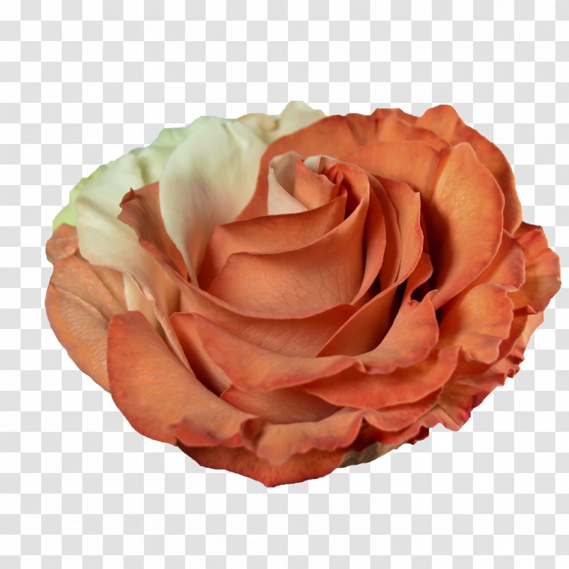 Centifolia Roses Pink Orange Peach Garden - Rose Order - Tangerine Transparent PNG