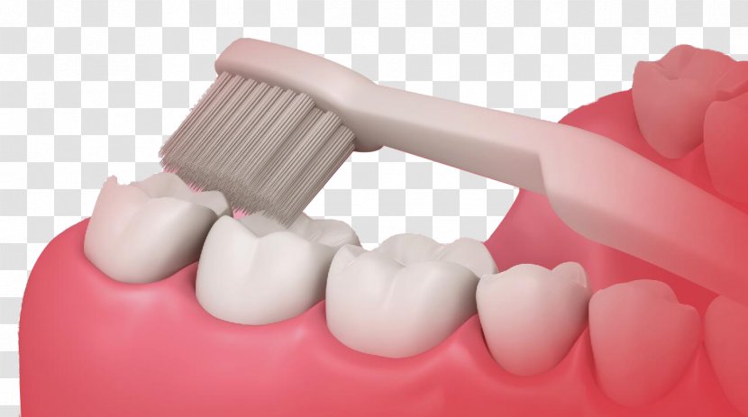 Mouthwash Tooth Brushing Toothbrush Dentistry - Frame - Model Transparent PNG