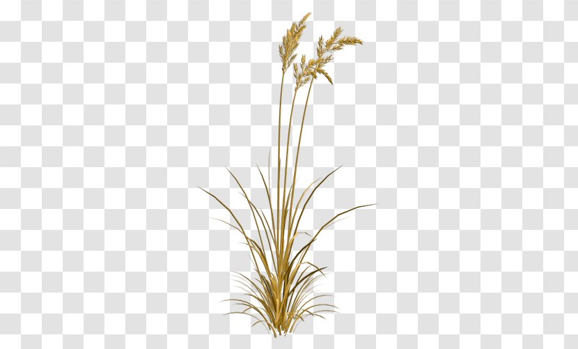 Download Computer File - Commodity - Mature Wheat Transparent PNG
