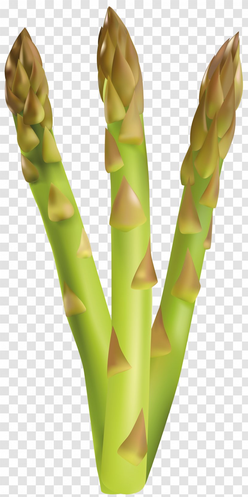 Asparagus Vegetable Clip Art - Hand - Free Image Transparent PNG