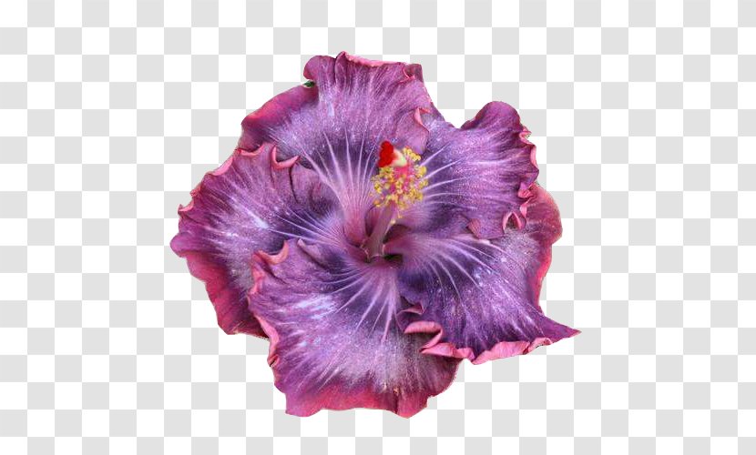 Growing Hibiscus Shoeblackplant Rosemallows Flower - Plant Transparent PNG