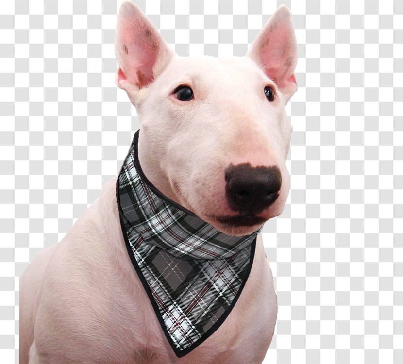 Miniature Bull Terrier And Old English Dog Breed - Dachshund - Keep Pets Transparent PNG