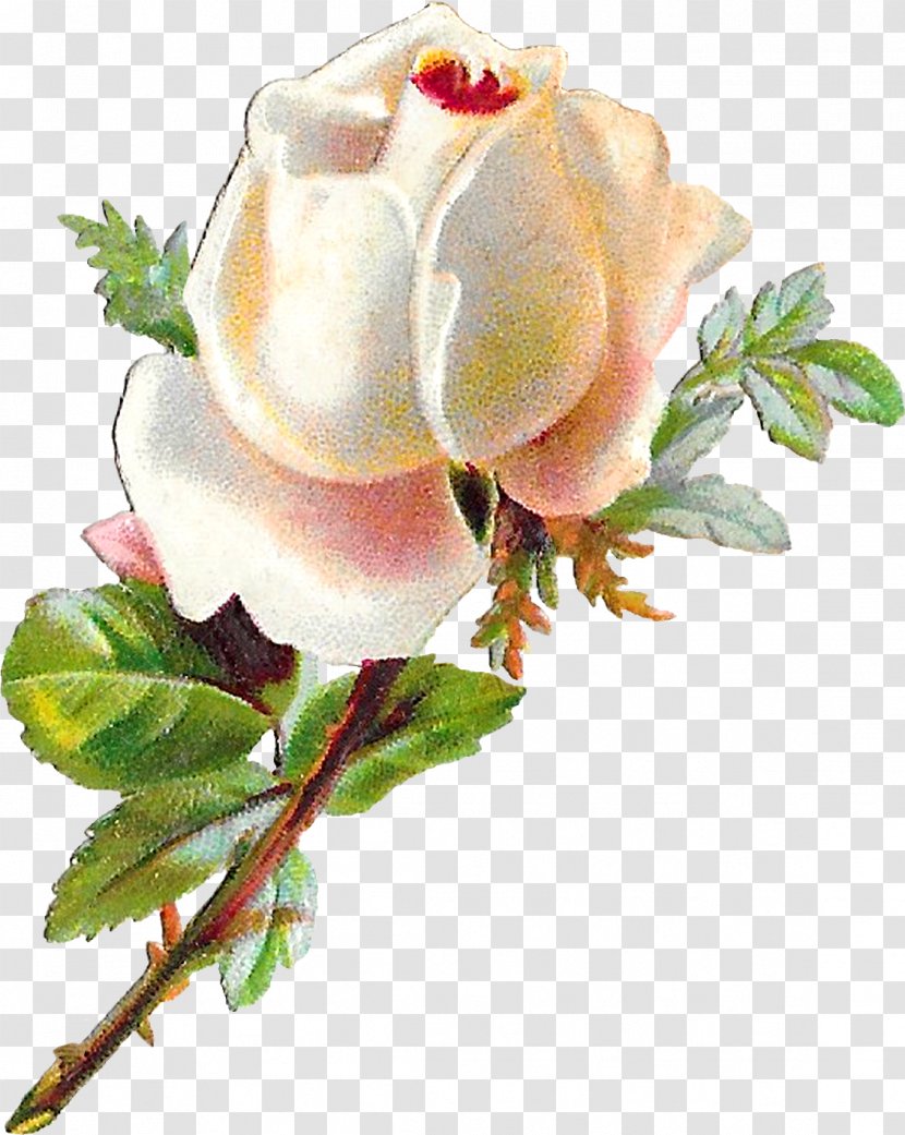 Garden Roses - Rose - Watercolor Paint Hybrid Tea Transparent PNG