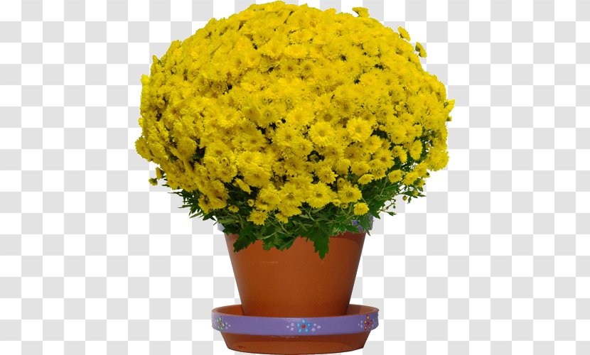 Chrysanthemum Cut Flowers Yellow Plant - Masculin Transparent PNG