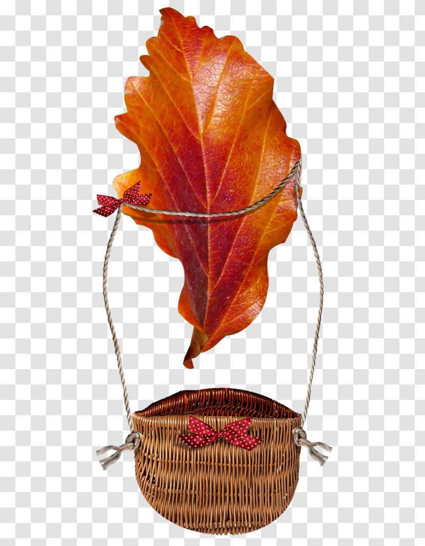 Leaf Autumn Deciduous Blog Transparent PNG