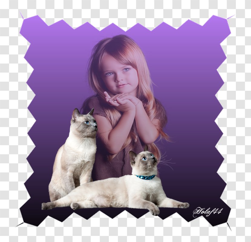 Kitten Puppy Whiskers Cat Dog - Toddler Transparent PNG