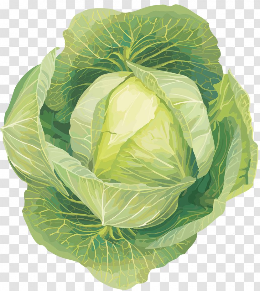 Leaf Vegetable Cabbage Clip Art - Romaine Lettuce Transparent PNG