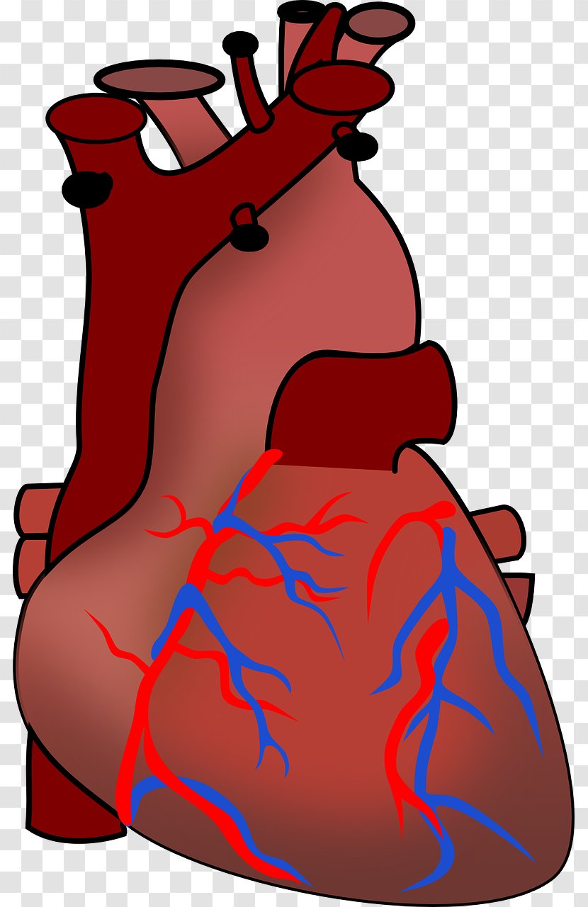 Heart Human Body Cardiac Muscle Anatomy Clip Art - Cartoon Transparent PNG