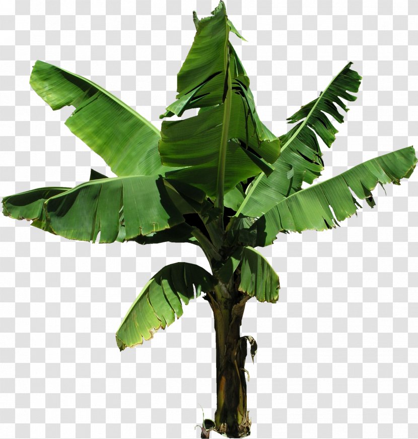 Cooking Banana Tree Coconut - Plantain Transparent PNG