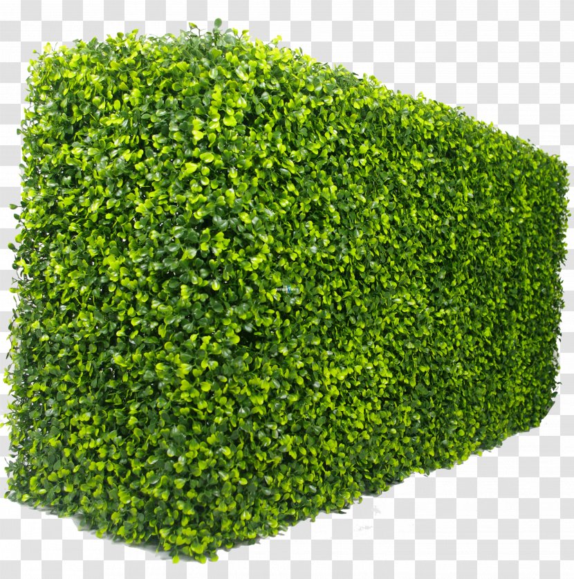Hedge Green Wall Box Garden - Patio - Shrub Transparent PNG