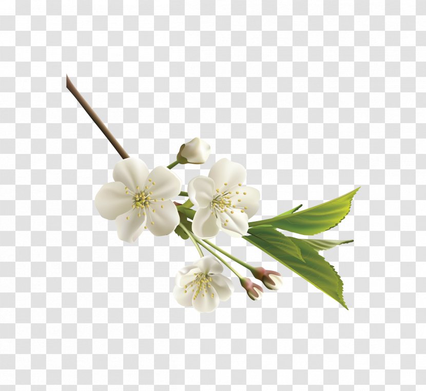 Flower White Clip Art - Royaltyfree - Vector Realistic Japanese Cherry Blossoms Transparent PNG