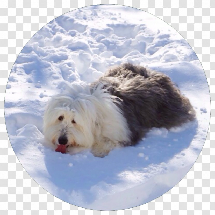 Sapsali Maltese Dog Old English Sheepdog West Highland White Terrier Breed - Polar Bear Transparent PNG