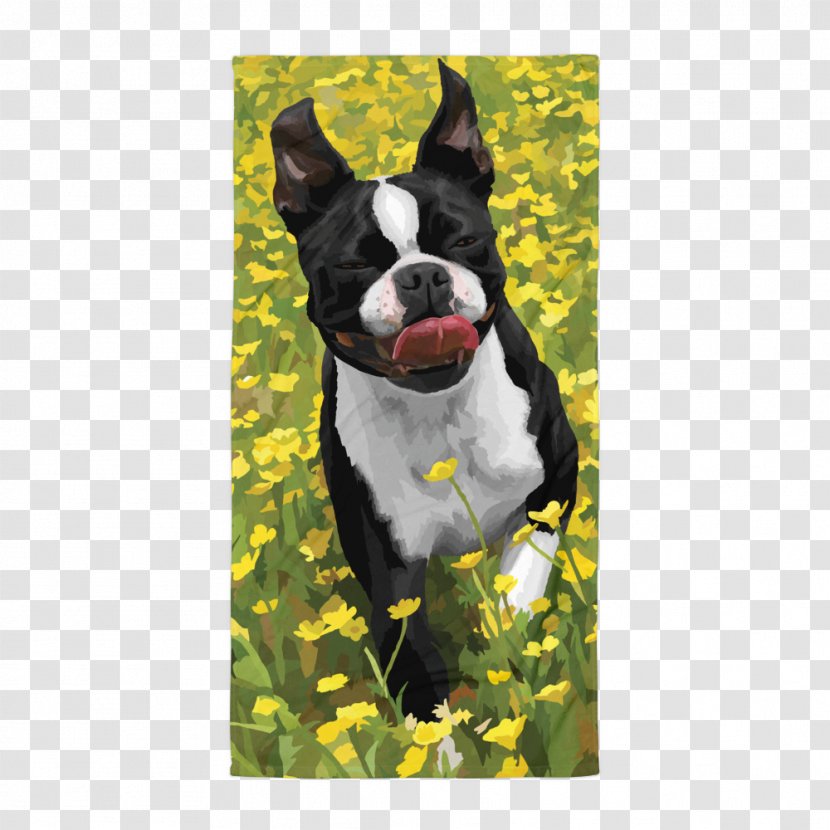 Boston Terrier Puppy Dog Breed Non-sporting Group Snout Transparent PNG