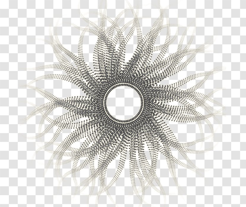 Close-up - Black And White - Sun Overlay Transparent PNG