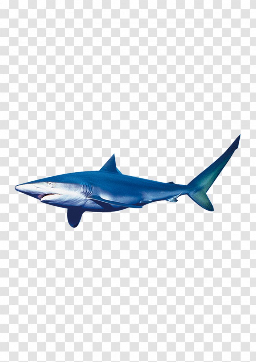 Requiem Shark Fish - Air Travel Transparent PNG