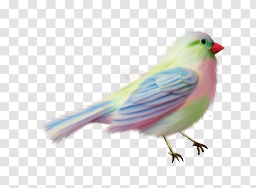Lovebird American Sparrows Parakeet Beak Feather - Fauna Transparent PNG
