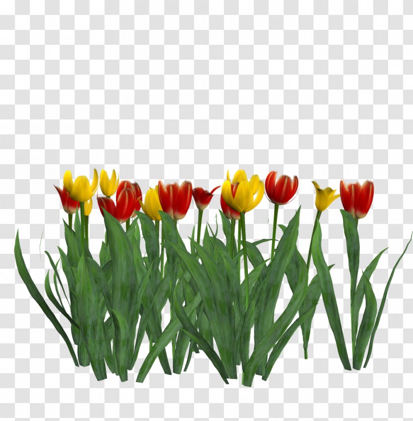 Tulip Cut Flowers Petal Plant Stem Transparent PNG