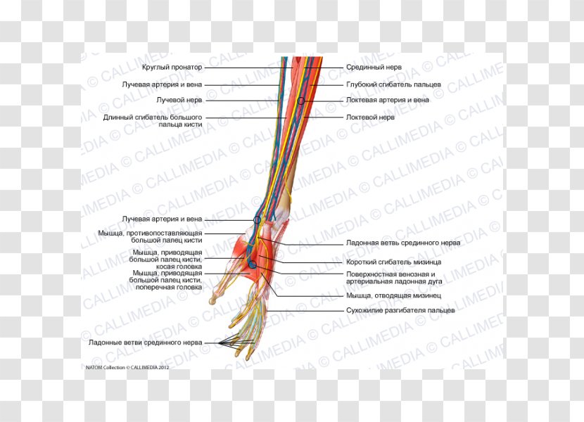 Forearm Nerve Muscle Human Anatomy - Heart - Arm Transparent PNG