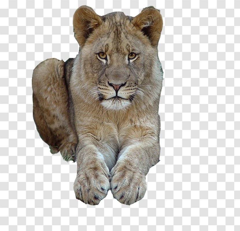 East African Lion Cat Tiger Felidae Mammal Transparent PNG