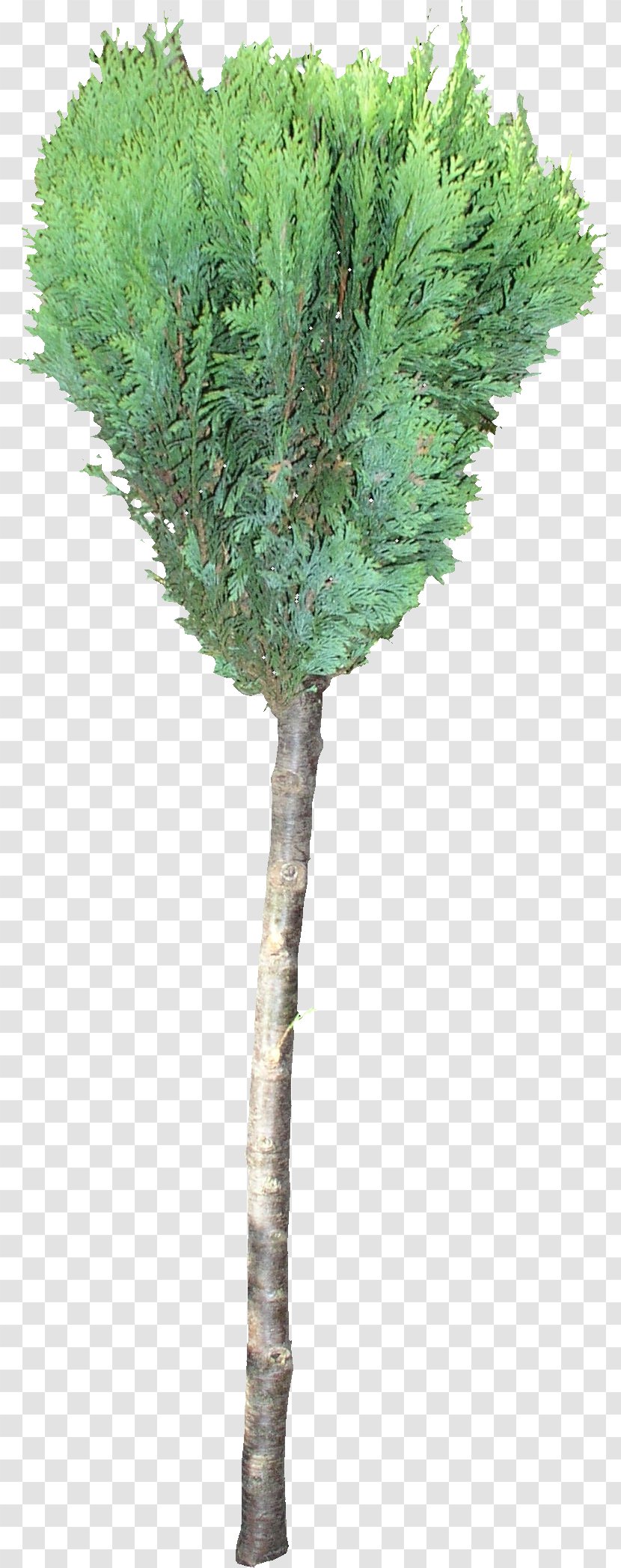 Texture Mapping 3D Computer Graphics Woody Plant Twig Tree - 3d Transparent PNG