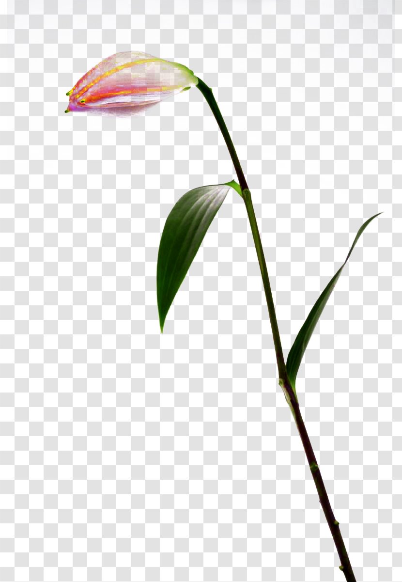 Bud Lilium Flower - Plant Stem - A White Lily Buckle-free Material Transparent PNG