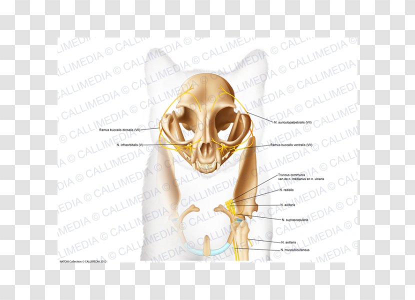 Skull Bone Anatomy Ear Head - Silhouette Transparent PNG